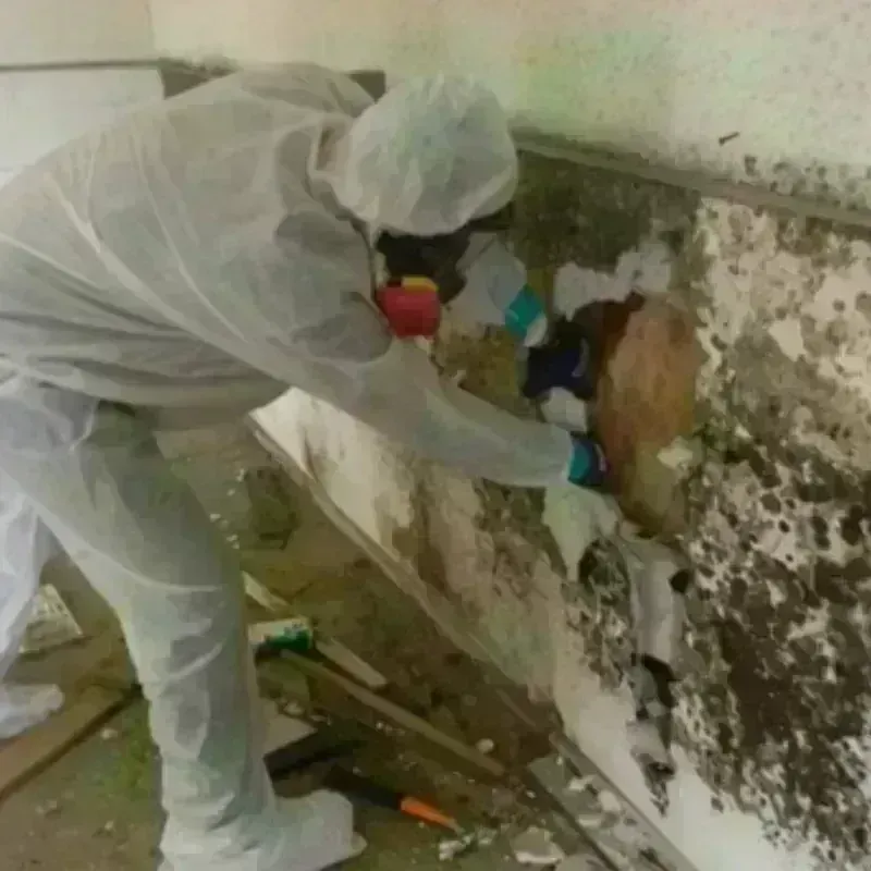 Mold Remediation and Removal in Frisco City, AL